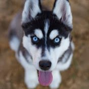 Audrey Carpenter - Youtube Profile Picture of Audrey Carpenter (@audreycarpenter490) on Youtube