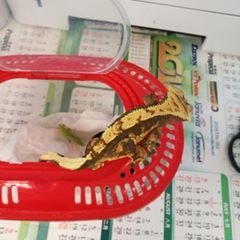 Profile Picture of Nelson Chau (@nelsonchau) on Tiktok