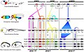 Profile Picture of Evolutionary developmental biologyon Wikipedia