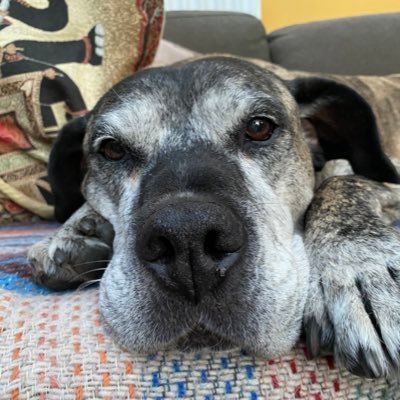 Profile Picture of Lil And Geoff (@GeoffLil) on Twitter