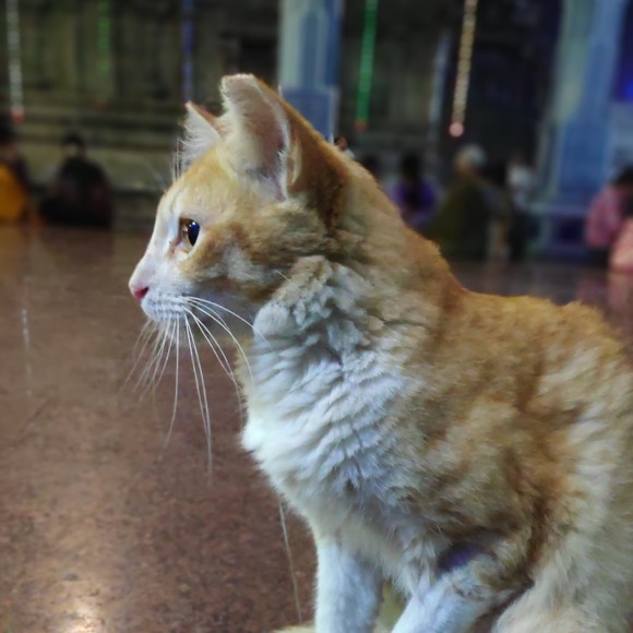 Profile Picture of Sai Prasad (@saiprasad2k15) on Poshmark