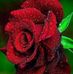 Profile Picture of Rose Fowler (@rose.fowler.790693) on Facebook