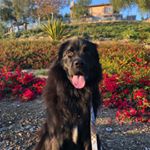 Profile Picture of Lennie James Doyle (@lenniejamesdoyle) on Instagram