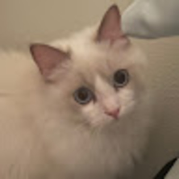 Profile Picture of Haru Haru (@hallyson0718) on Poshmark