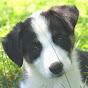 Profile Picture of IowaStock DogAssoc (@@debbieihda) on Tiktok