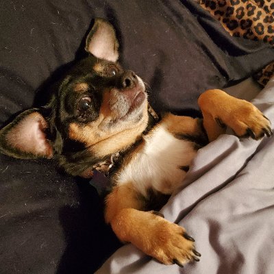 Profile Picture of Daniel Schimmel (@Mr_SSunshine) on Twitter