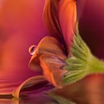 Profile Picture of Meredith McNay (@woman_of_design) on Instagram