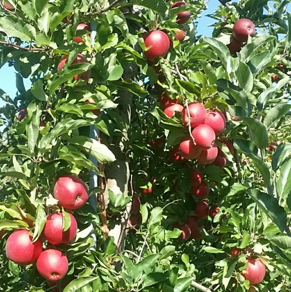 Profile Picture of Julie Golovin (@jugolovin) on Poshmark