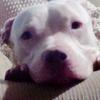 Profile Picture of lorrivining420 (@lorrivining420) on Tiktok