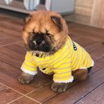 Profile Picture of Chow Chow Türkiye (@chowchow_turkiye) on Instagram