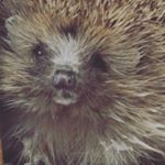 Profile Picture of Lauri Fox (@lauridfox2011) on Instagram