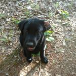 Crockett Craig - Instagram Profile Picture of Crockett Craig (@crockett_the_labrador) on Instagram