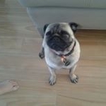 Profile Picture of Mitchell Goodman (@mitchdog2008) on Instagram