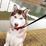 Profile Picture of Banji Beau Patterson (@banjibeau) on Instagram