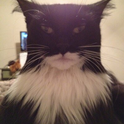 Profile Picture of Anya The Cat Grant (@AnyaTheCatGrant) on Twitter