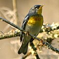 Profile Picture of Parulaon Wikipedia