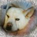 Profile Picture of Teresa Bynum (@tcb21tb) on Pinterest