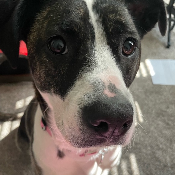 Profile Picture of Stefanie Schmidt (@steffhz18) on Poshmark