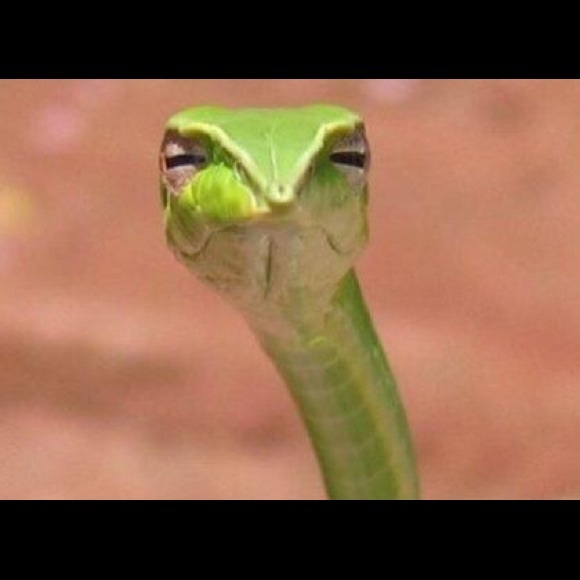 Profile Picture of Lacey Meyer (@laceymeyer101) on Poshmark