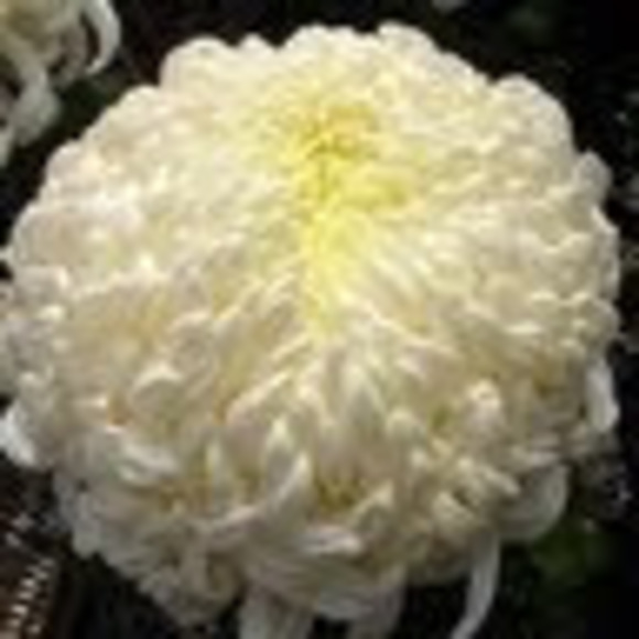 Profile Picture of Charlotte Madafferi (@slinxmum) on Poshmark