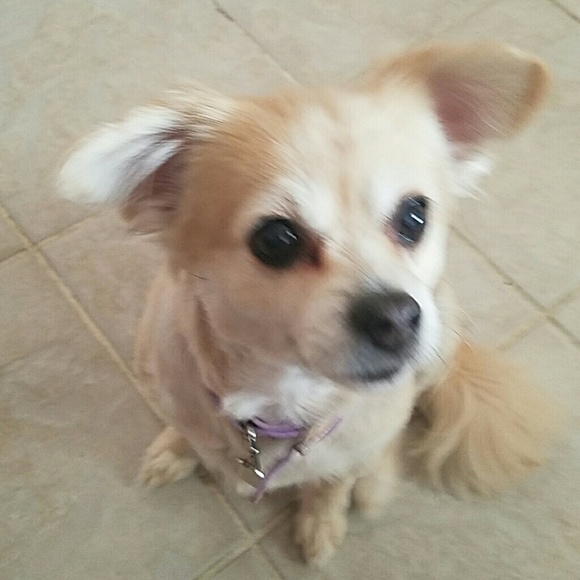 Profile Picture of Kristen Corriher (@kcorriher) on Poshmark