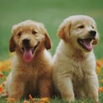 Profile Picture of Joel Fischer (@joelfischer28) on Instagram