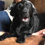 Profile Picture of Marlene Jones (@marlene_the_labrador) on Instagram