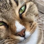 Profile Picture of Bobby (@bobbywantsanewhome) on Instagram