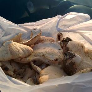 Profile Picture of Turgut Parcal (@ParcalTurgut) on Twitter