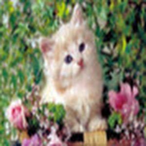 Profile Picture of Sharon Ziolkowski887 (@sharonziolkowski8) on Tiktok