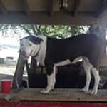 Profile Picture of Clint Petersen (@petersen_clint) on Instagram