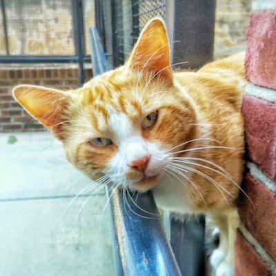 Profile Picture of Campus Cat Chester ((aka Kitty Tom)) (@Chesterthe_cat) on Twitter