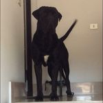 Profile Picture of Robertino_italian stallion (@robertino_italian_stallion) on Instagram