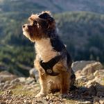 Profile Picture of ʟᴇᴇʟᴏᴏ ᴛʜᴇ ʏᴏʀᴋɪᴇᴘᴏᴏ ʕ·ᴥ·ʔ (@leeloo_the_yorkiepoo) on Instagram