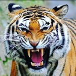 Profile Picture of Bogira (@boginiahd) on Instagram