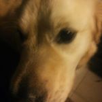 Profile Picture of Thomas Gorissen (@clunthoo) on Instagram