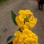 Profile Picture of Robinson Fenty (@Robinson-Fenty) on Facebook