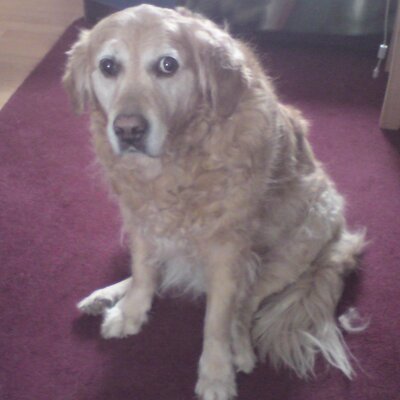 Profile Picture of Margaret Cain (@manxmaggie52) on Twitter