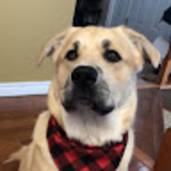 Profile Picture of Anneli Junkala (@annelijunkala) on Poshmark