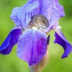 Profile Picture of Julie Eastwood Loftus (@leoniesmum) on Instagram