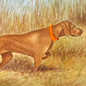 Profile Picture of Pro Bird Dog - Kyle Swallow (@probirddog-kyleswallow4765) on Youtube