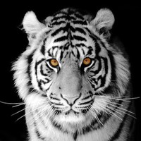 Profile Picture of Adam Tomaszewski (@adam-tomaszewski-16) on Quora