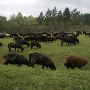 Republika Magarija - Magi - Magareće Mleko - Youtube Profile Picture of Republika Magarija - Magi - Magareće Mleko (@magimleko) on Youtube