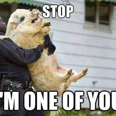 Chris Dorazio - Twitter Profile Picture of Chris Dorazio (@Chris12392612) on Twitter