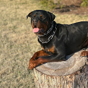 Profile Picture of Mike Stogsdill (@msimeon69) on Youtube