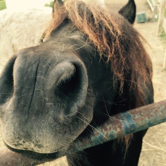 Profile Picture of Paula Jines (@bbvts) on Poshmark