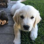 Profile Picture of Caesar (@caesarthewhitegolden) on Instagram