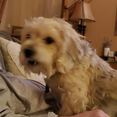 Profile Picture of Kevin DORSCH (@KevinDORSCH4) on Twitter