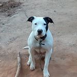 Profile Picture of Corey Capers (@corey.doge) on Instagram