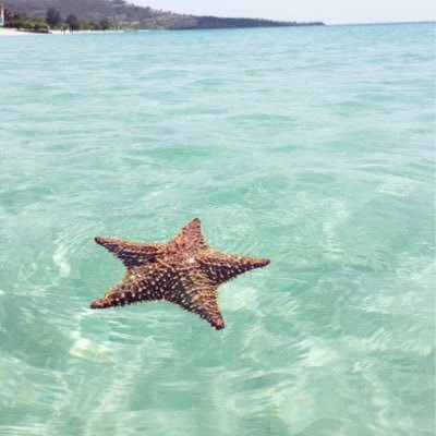 Profile Picture of Al (@alfredo_brumley) on Twitter